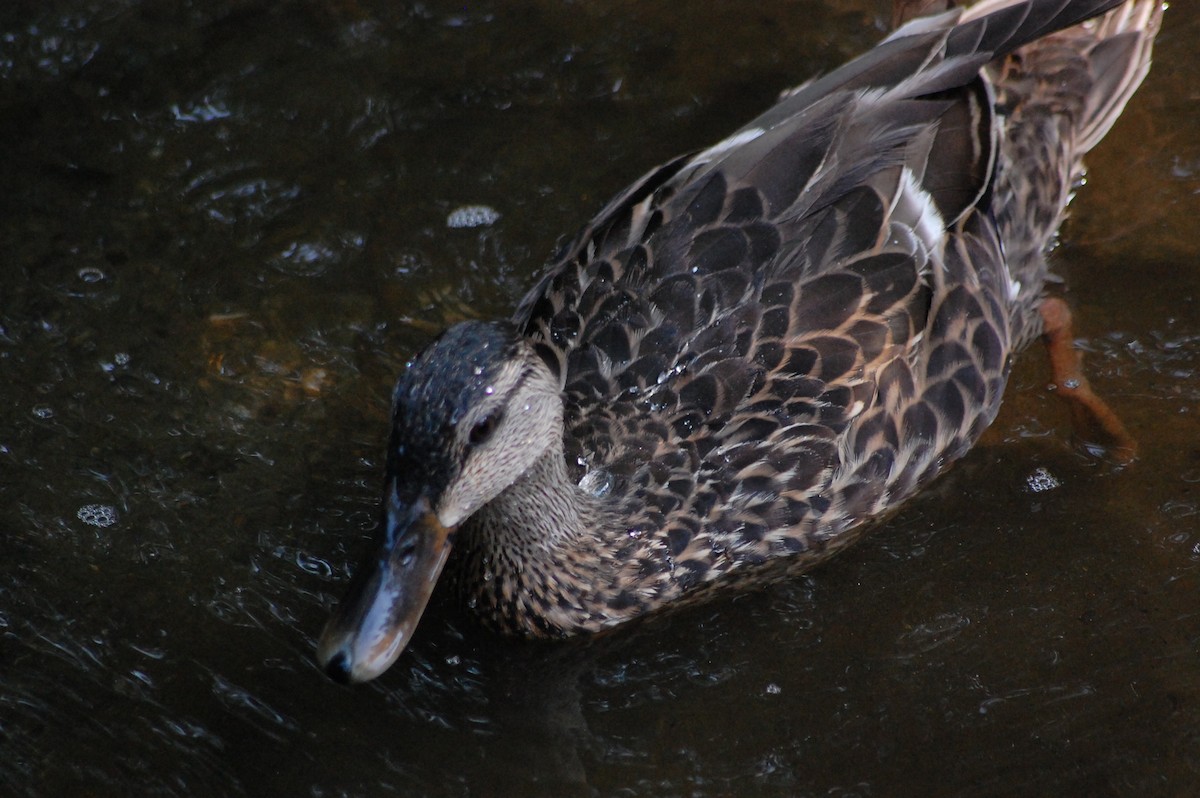 American Black Duck - ML639954068