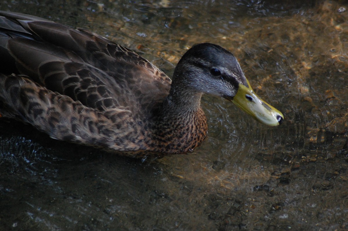 American Black Duck - ML639954069