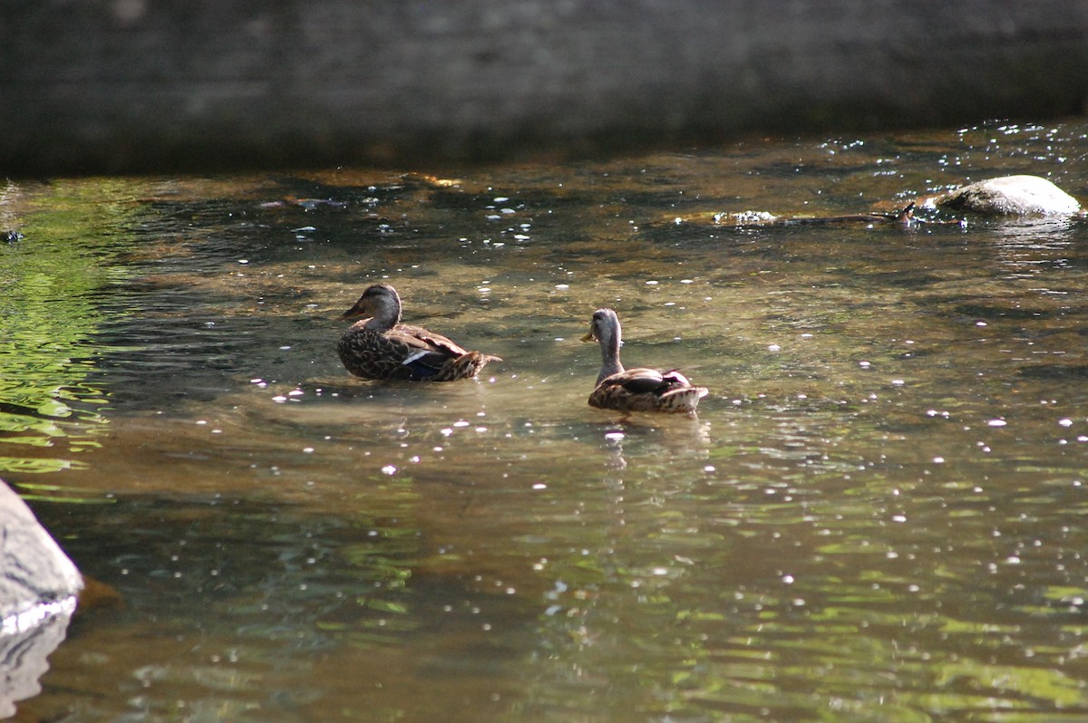 American Black Duck - ML639954070