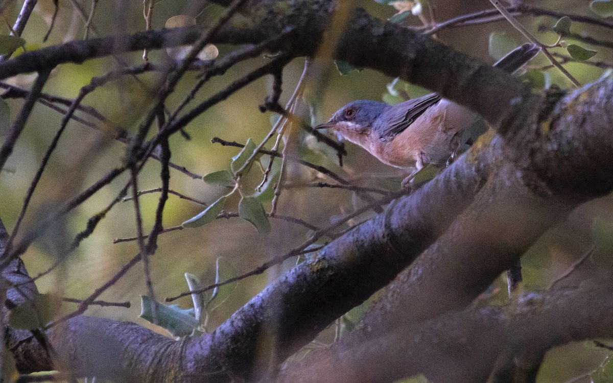 Western Subalpine Warbler - ML639954134