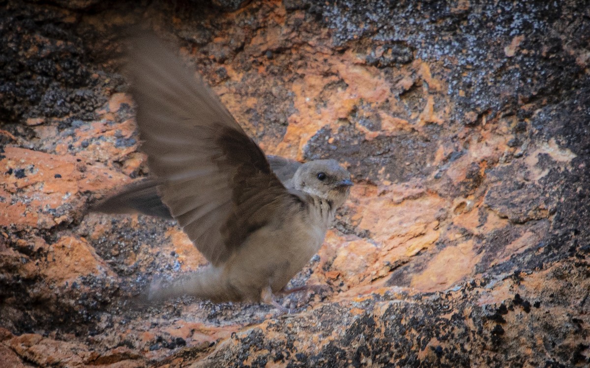 Eurasian Crag-Martin - ML639954147