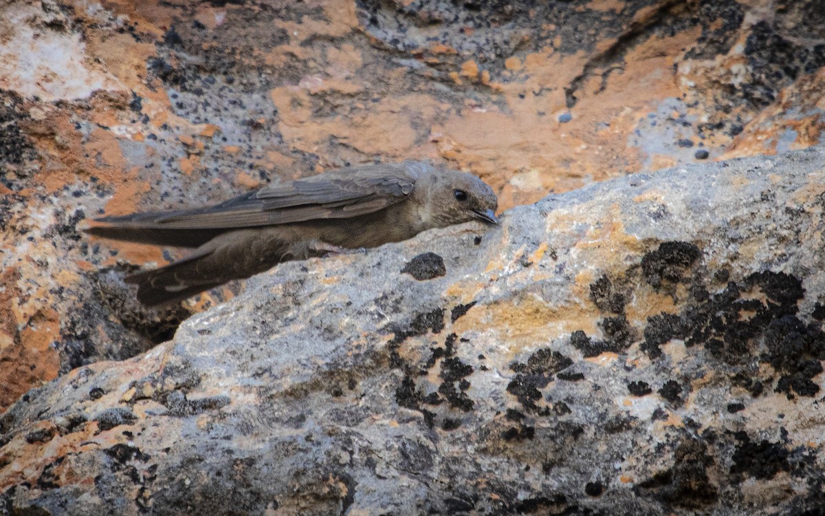 Eurasian Crag-Martin - ML639954150