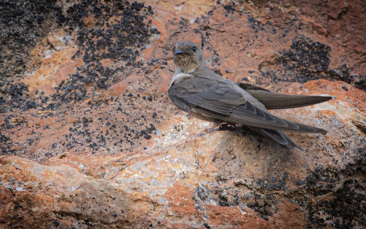 Eurasian Crag-Martin - ML639954159