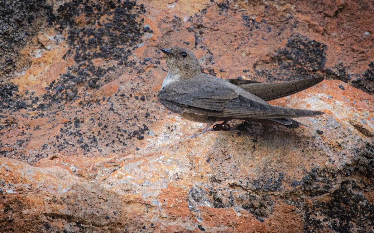 Eurasian Crag-Martin - ML639954174