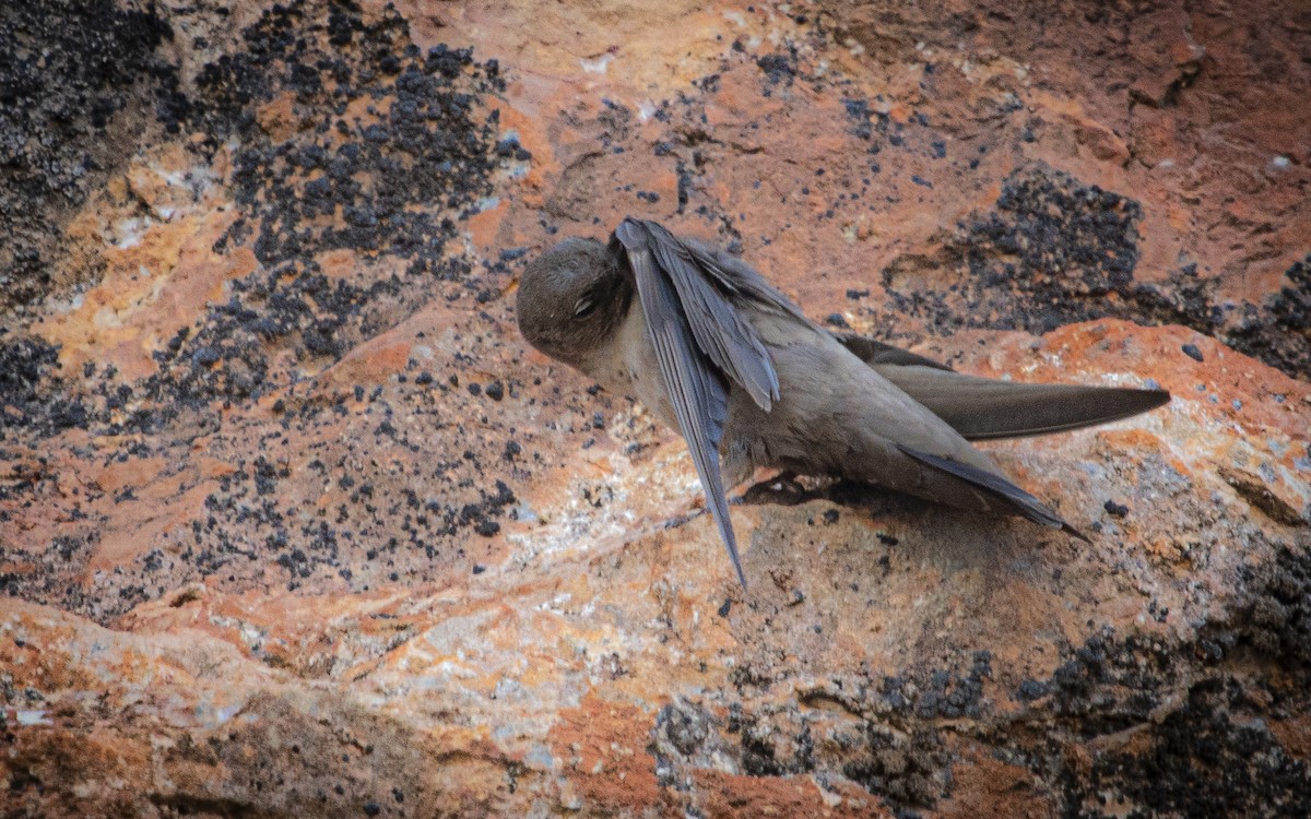 Eurasian Crag-Martin - ML639954192