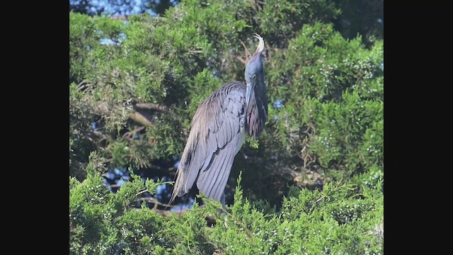 Tricolored Heron - ML639954194