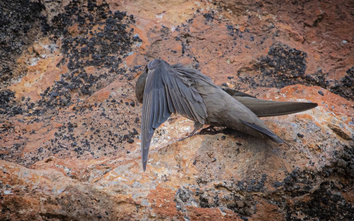 Eurasian Crag-Martin - ML639954196
