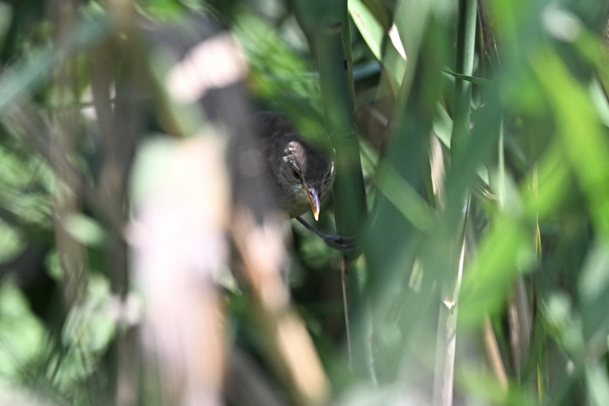 Greater Swamp Warbler - ML639954197
