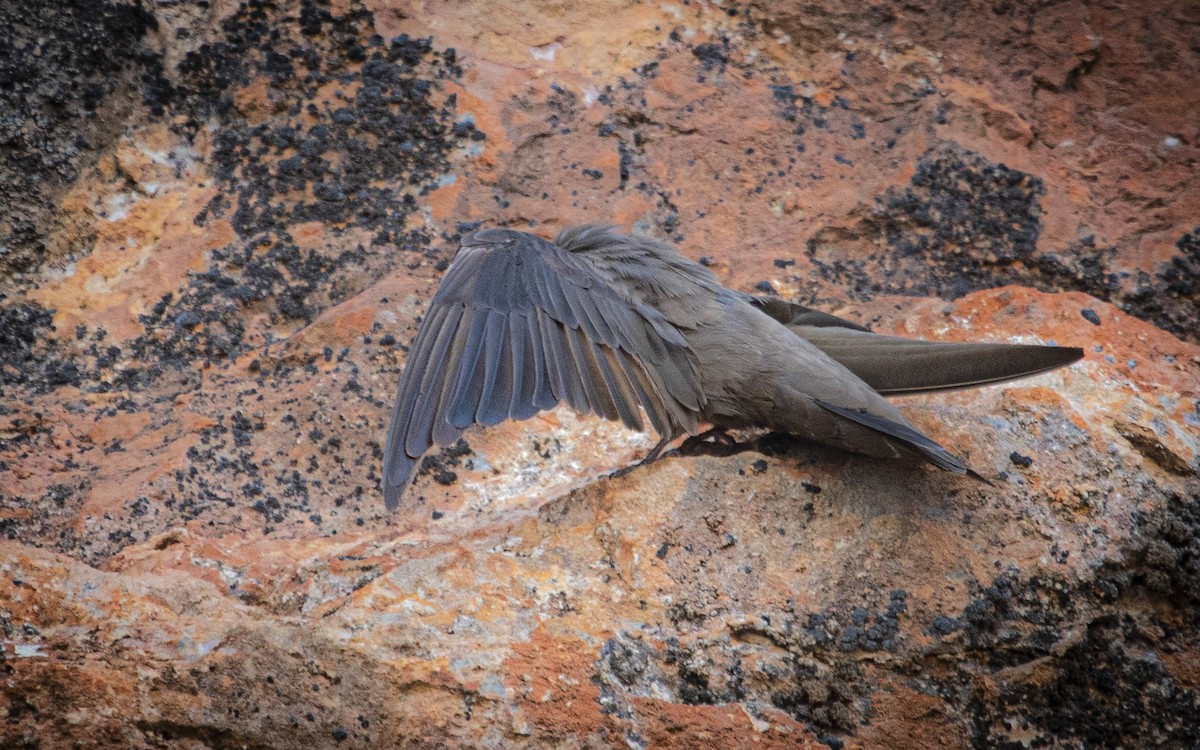 Eurasian Crag-Martin - ML639954199