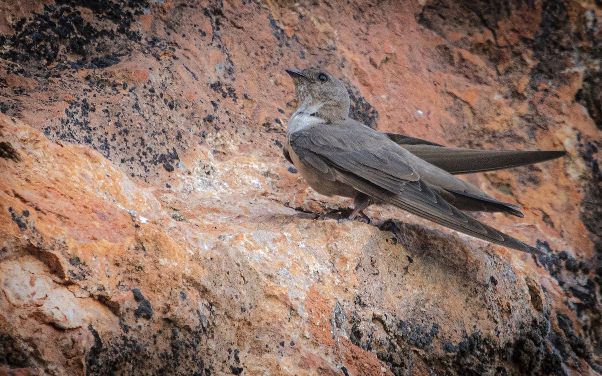 Eurasian Crag-Martin - ML639954201