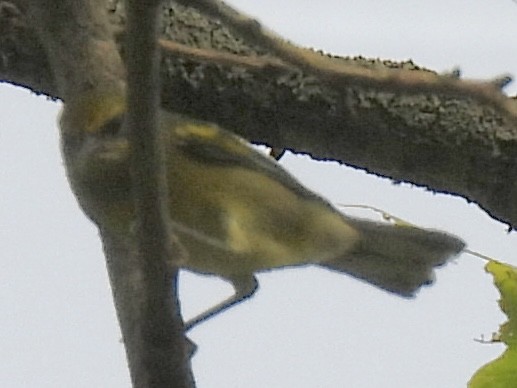 Golden-winged Warbler - ML639954287