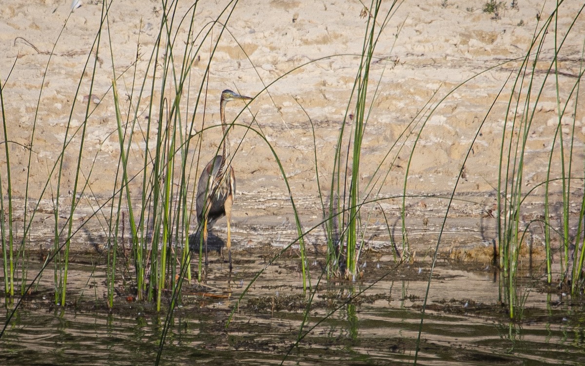 Purple Heron - ML639954292