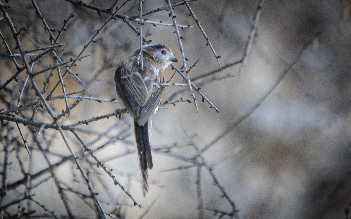 Long-tailed Tit - ML639954293