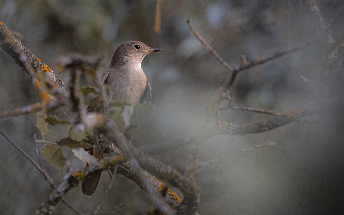 Common Nightingale - ML639954301