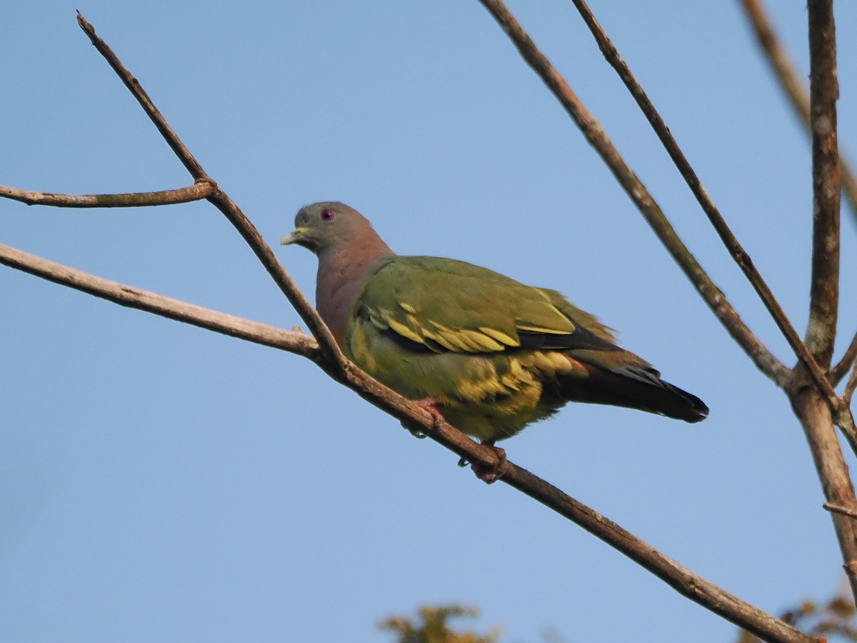 Pink-necked Green-Pigeon - ML639954377