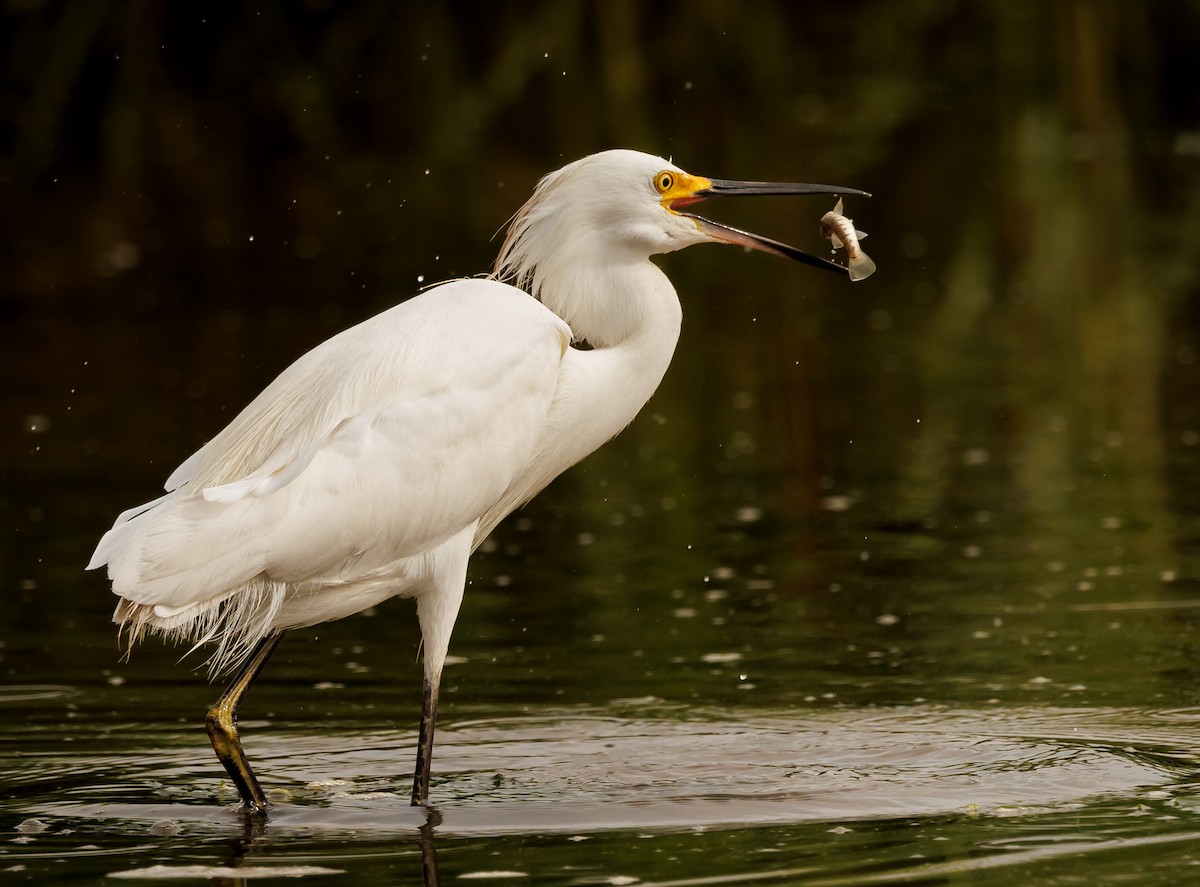 Snowy Egret - ML639954384