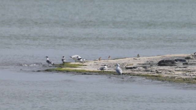 Franklin's Gull - ML639954396