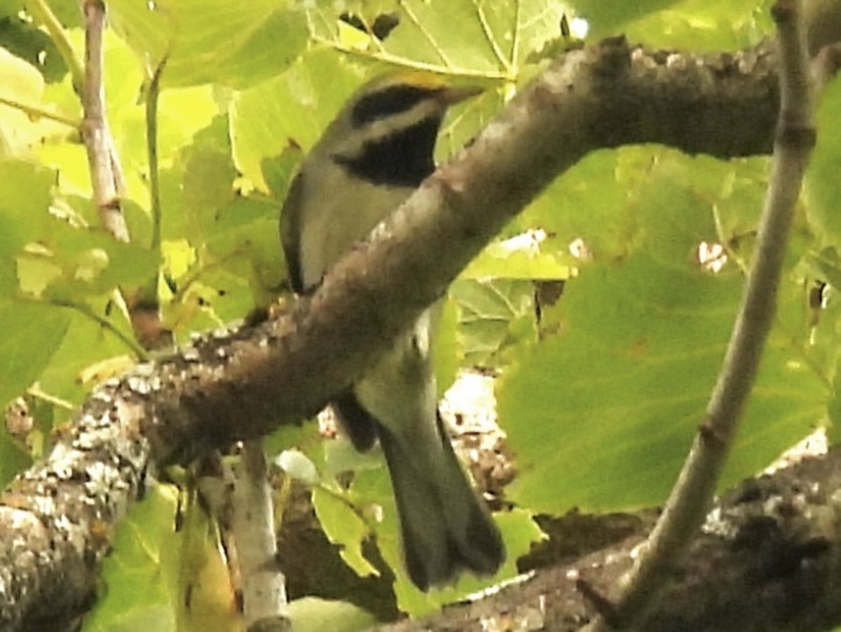 Golden-winged Warbler - ML639954422