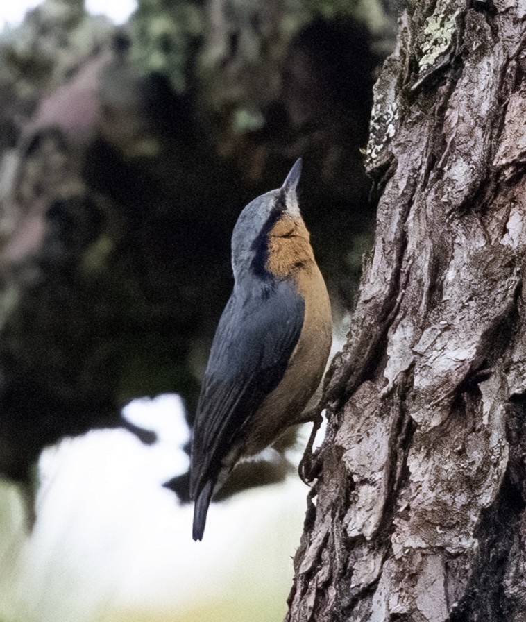 Garrapo eurasiarra (sinensis/formosana) - ML639954474