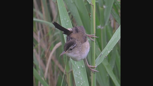 Marsh Wren - ML639954501