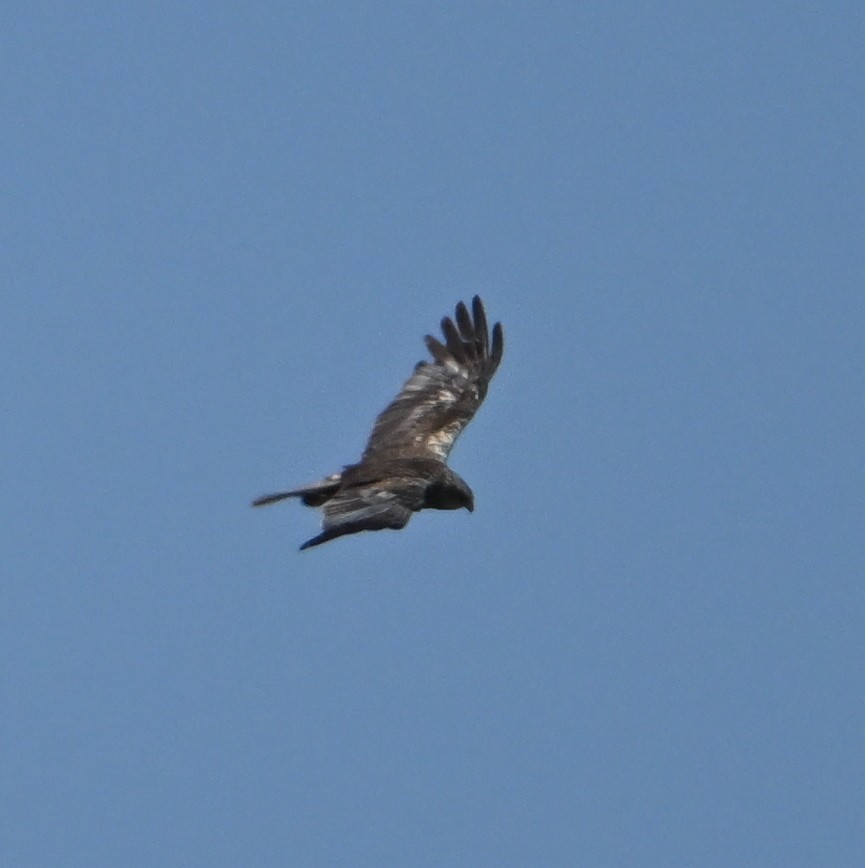 Western Marsh Harrier - ML639954579
