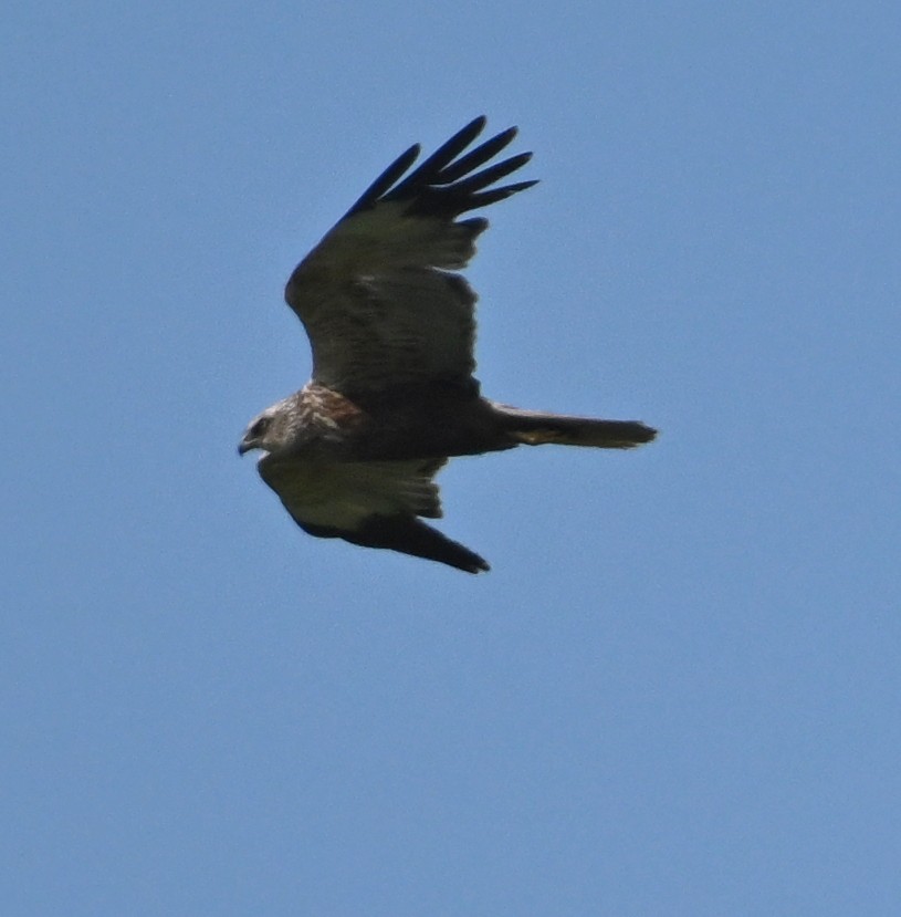 Western Marsh Harrier - ML639954581
