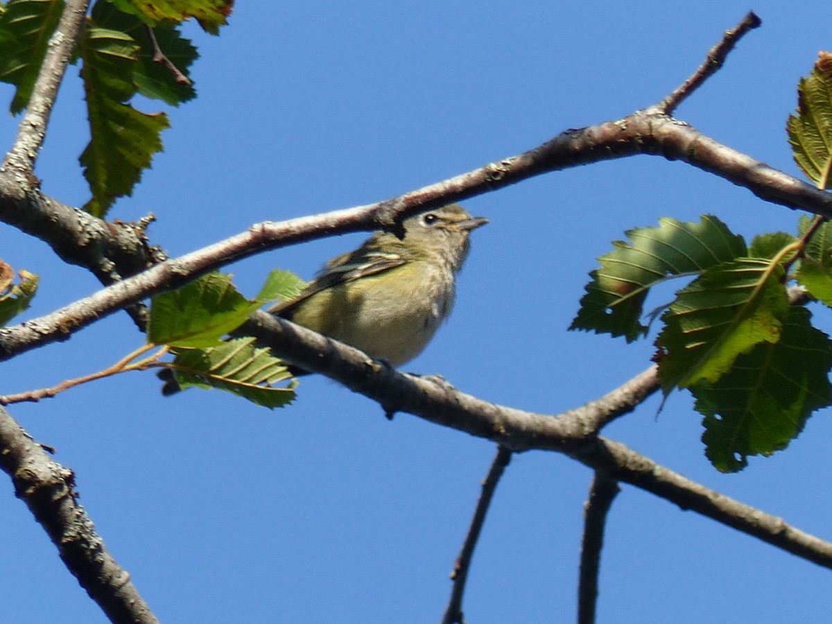 Cassin's Vireo - ML639954623