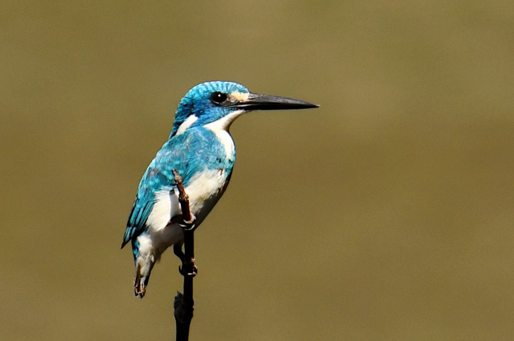 Small Blue Kingfisher - ML639954657