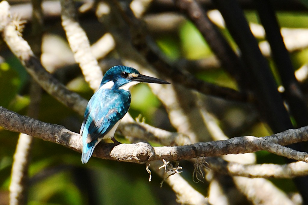 Small Blue Kingfisher - ML639954658
