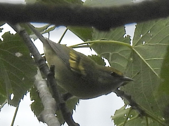 Golden-winged Warbler - ML639954737