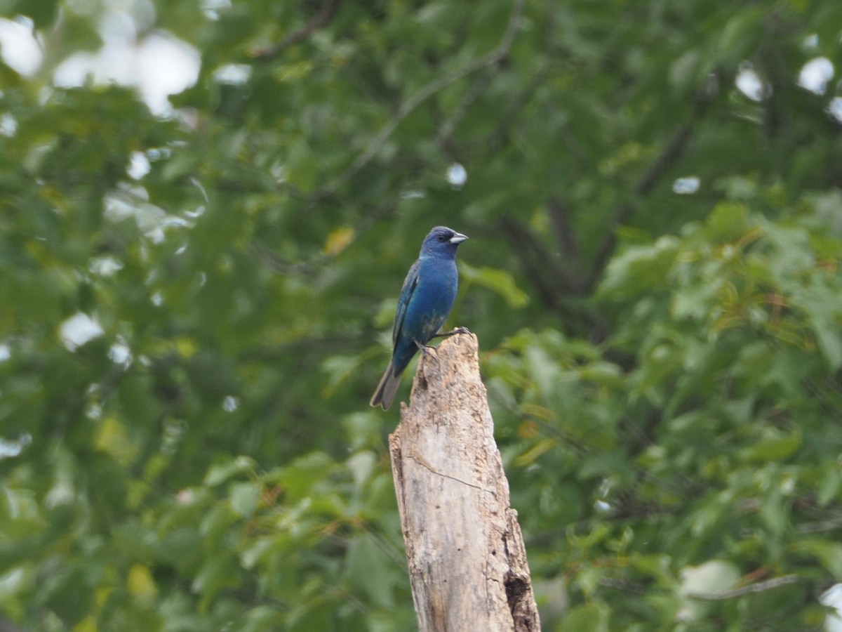 Indigo Bunting - ML639954740