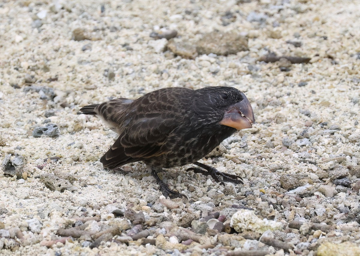 Large Ground-Finch - ML639954760