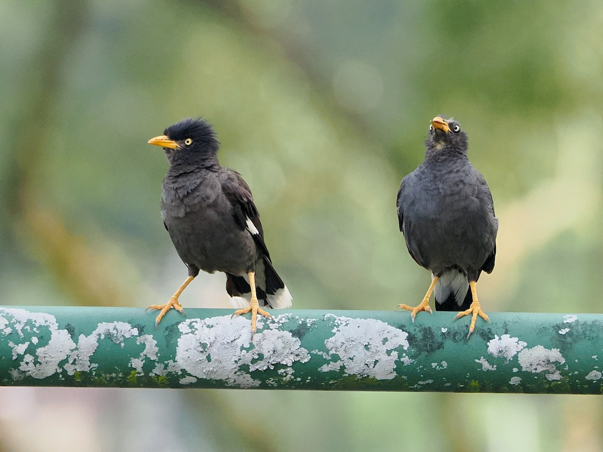 Javan Myna - ML639954761