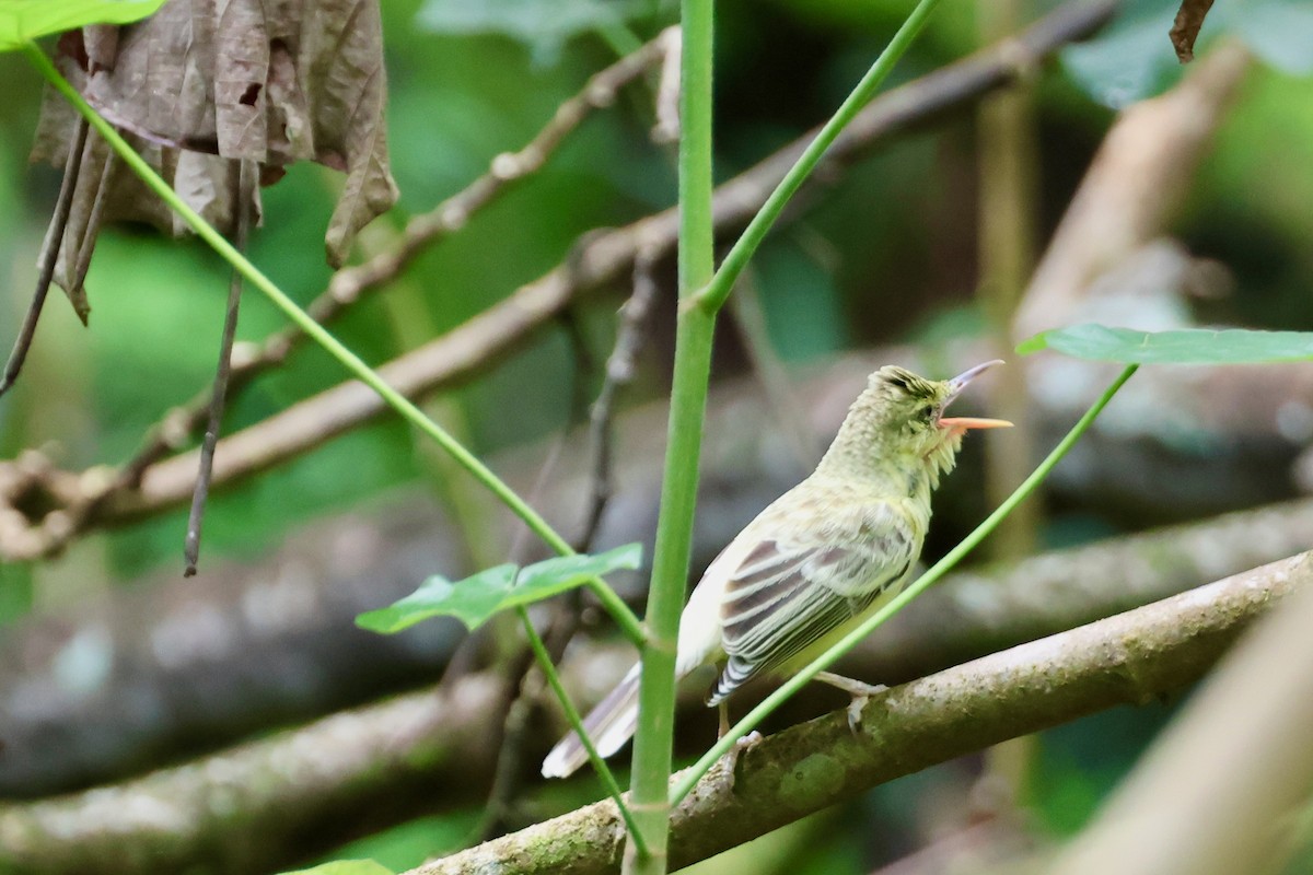 Southern Marquesan Reed Warbler - ML639954771