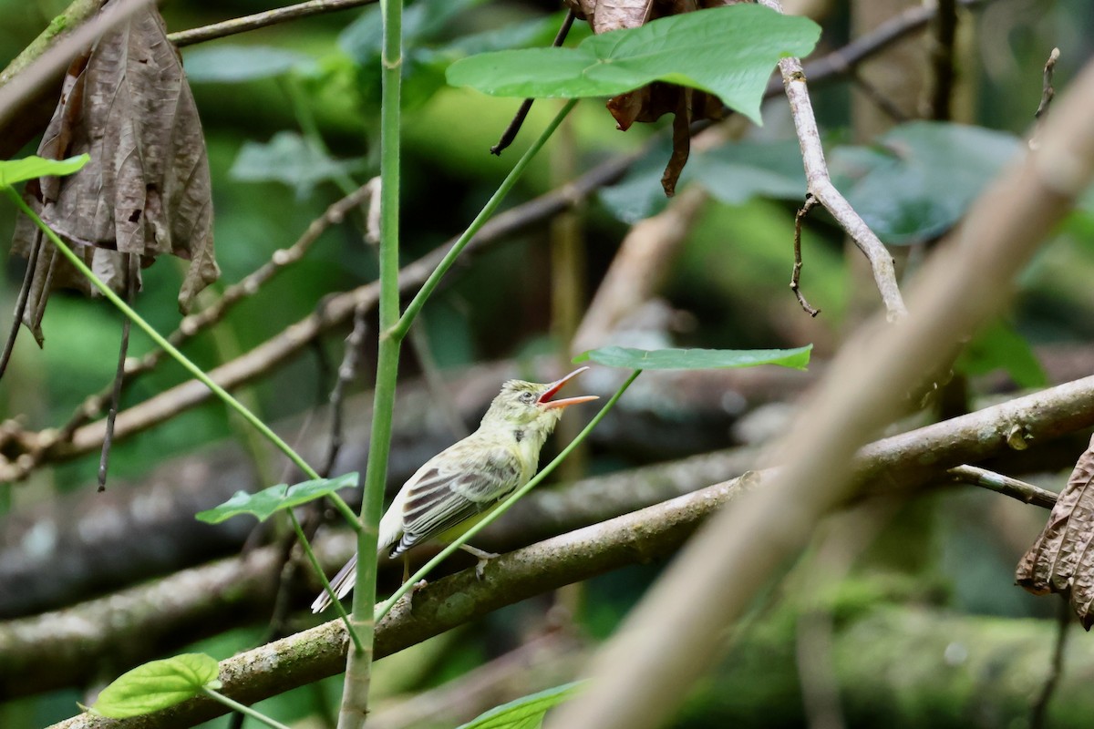 Southern Marquesan Reed Warbler - ML639954772