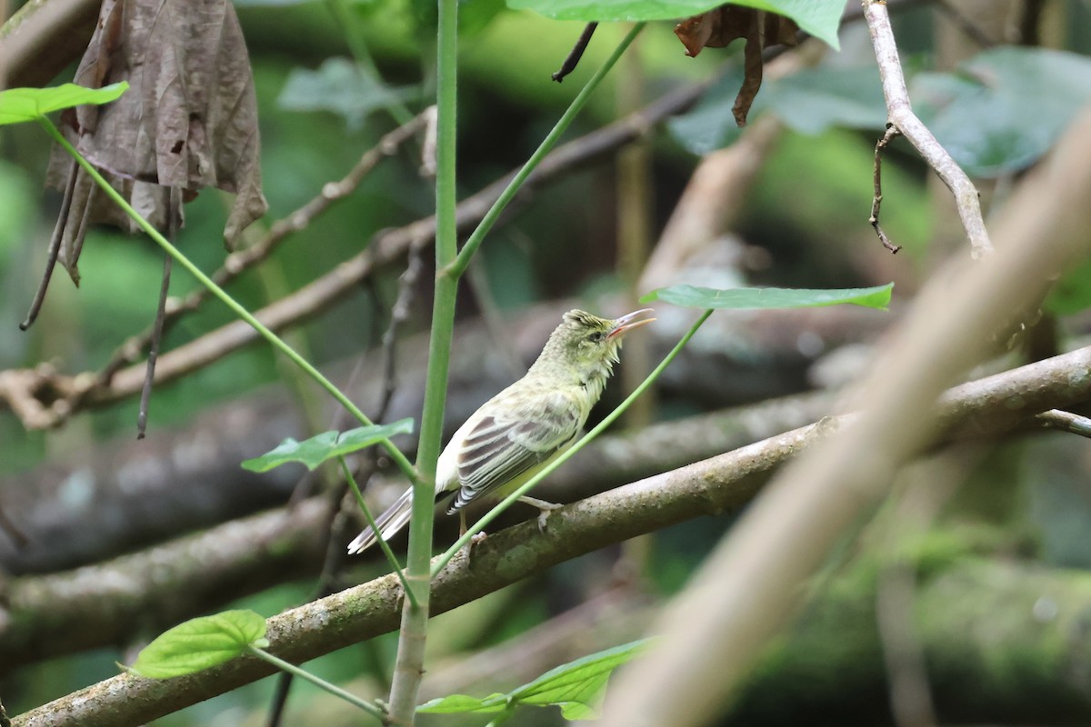 Southern Marquesan Reed Warbler - ML639954773