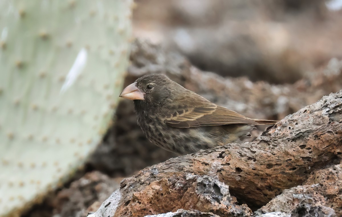 Genovesa Cactus-Finch - ML639954790