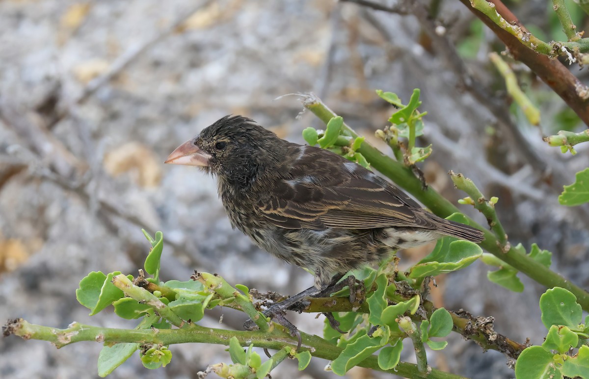 Genovesa Cactus-Finch - ML639954792