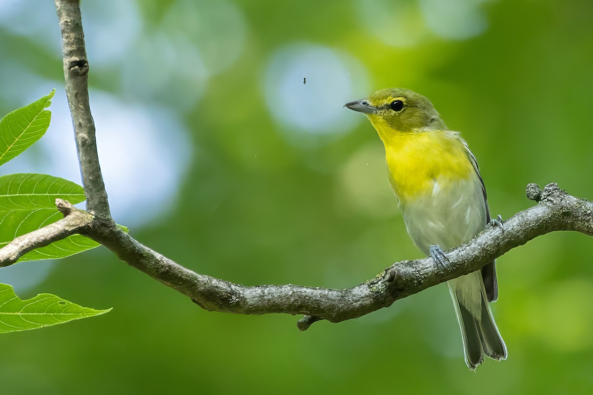 Yellow-throated Vireo - ML639954866