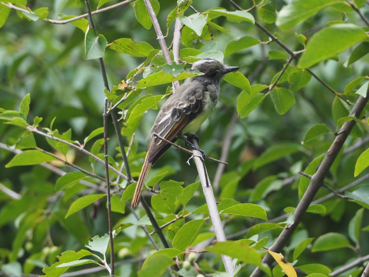 Great Crested Flycatcher - ML639954867