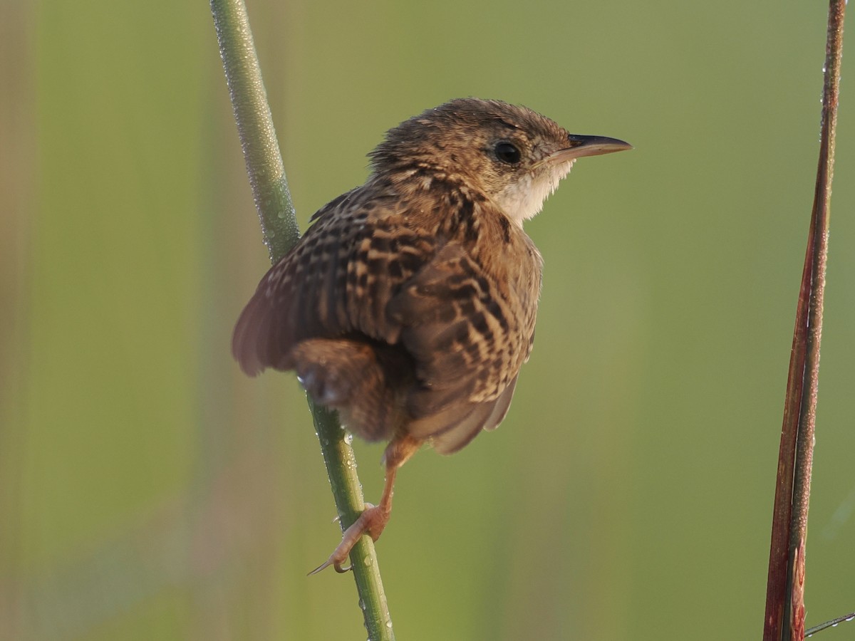Sedge Wren - ML639954917