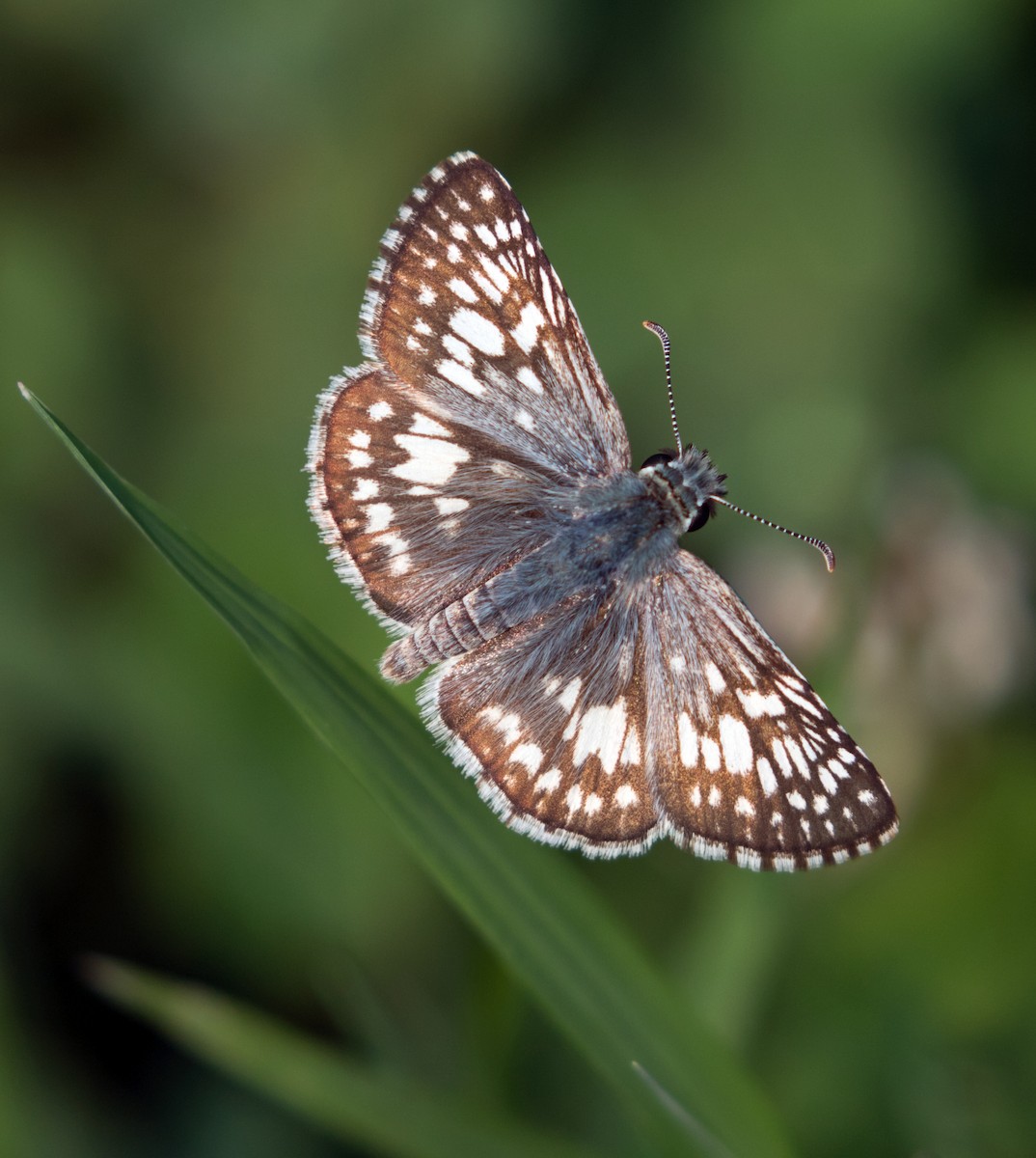 Common Checkered-Skipper - ML639954924