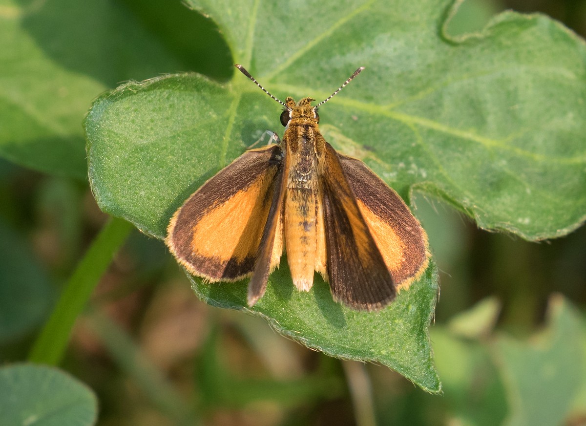 Least Skipper - ML639954952