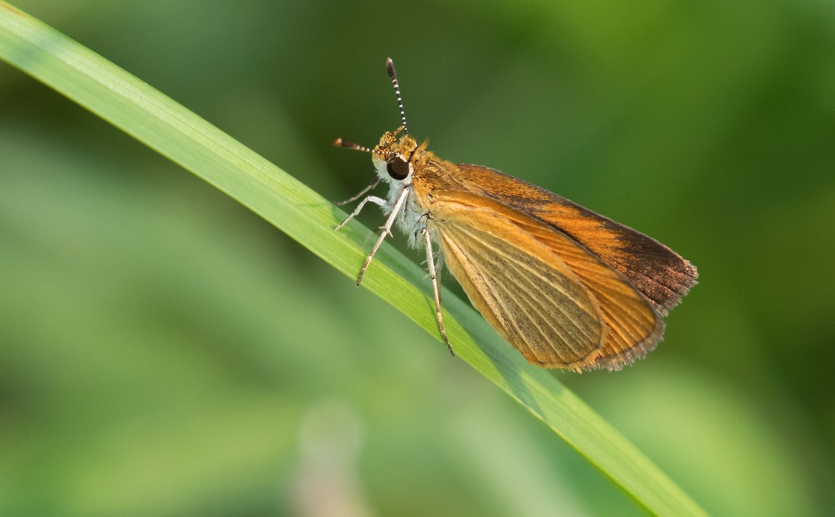 Least Skipper - ML639954953