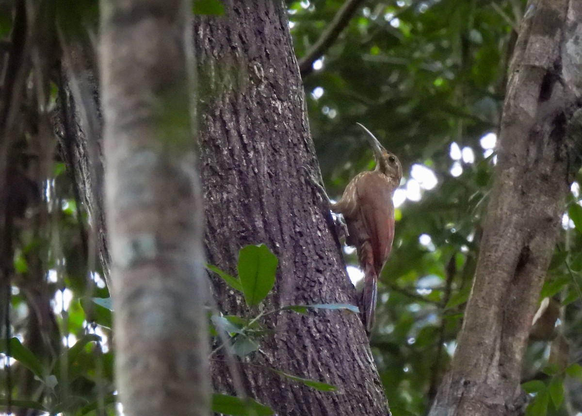 Moustached Woodcreeper - ML639954968
