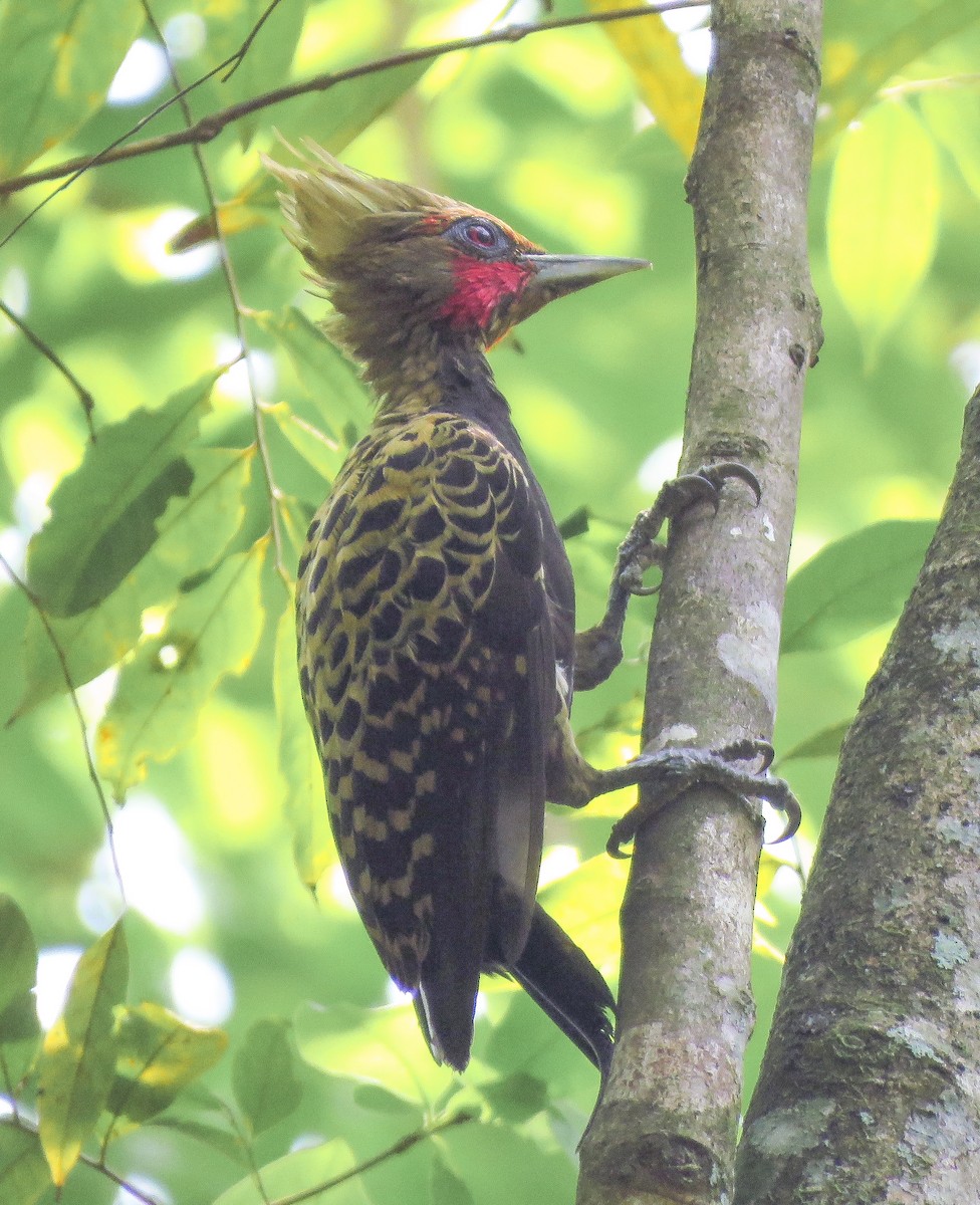 Ochre-backed Woodpecker - ML639955033