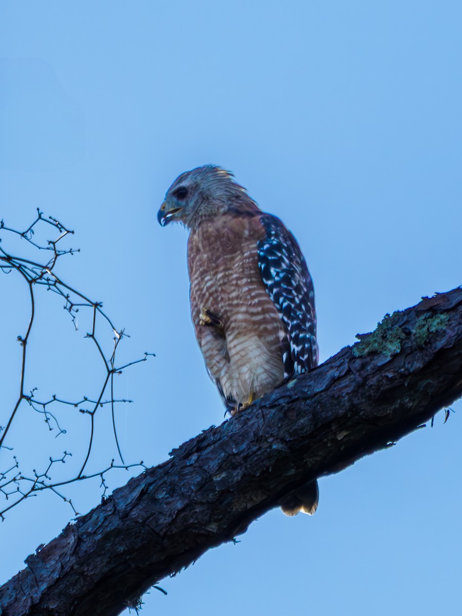 Red-shouldered Hawk - ML639955051