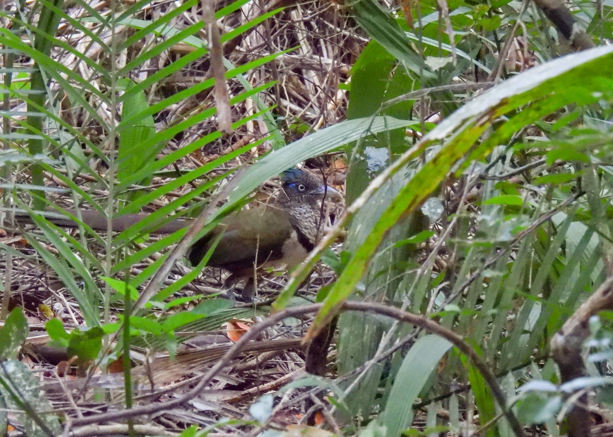 Rufous-vented Ground-Cuckoo - ML639955060