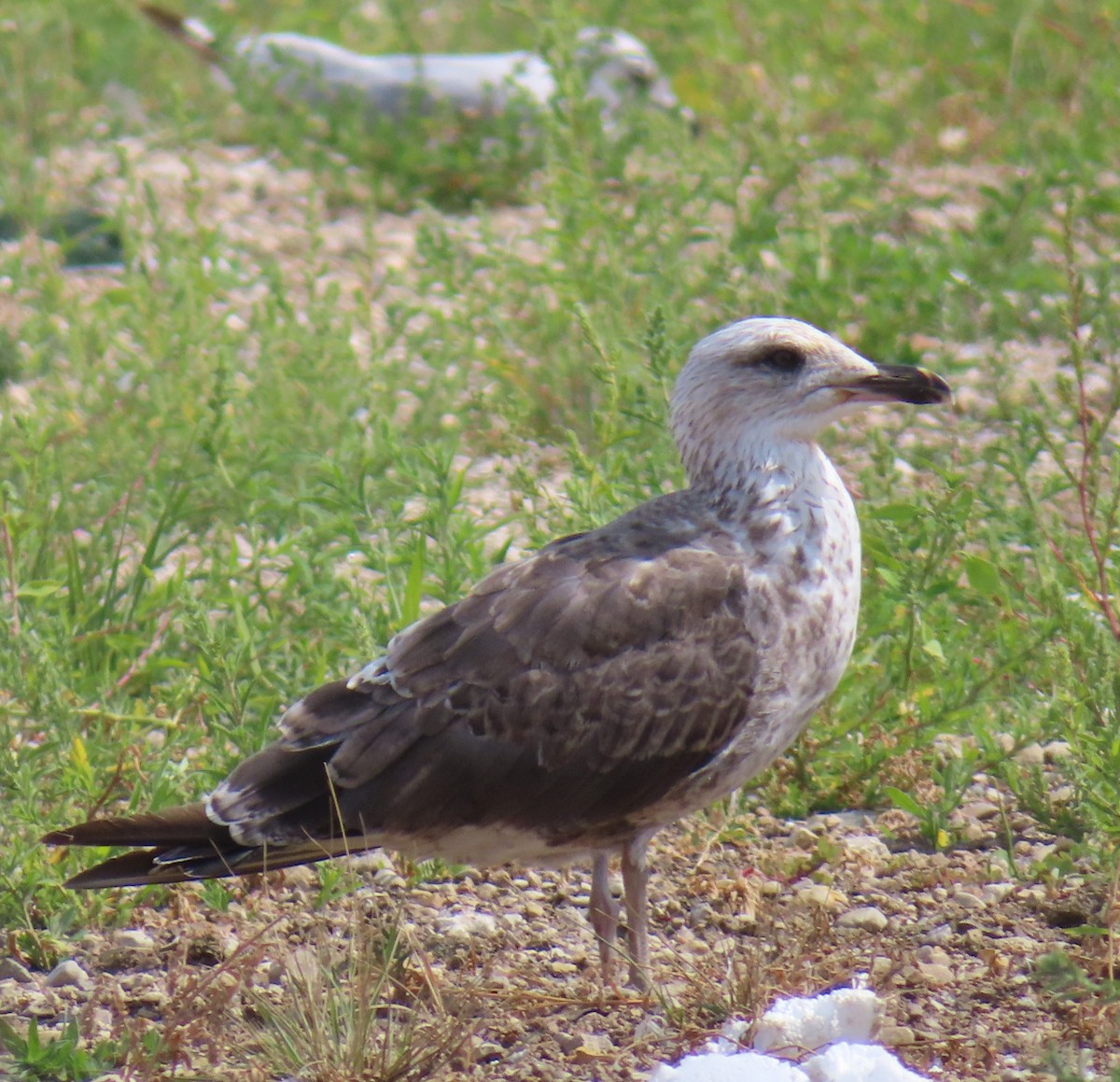 Zafferano - ML639955062