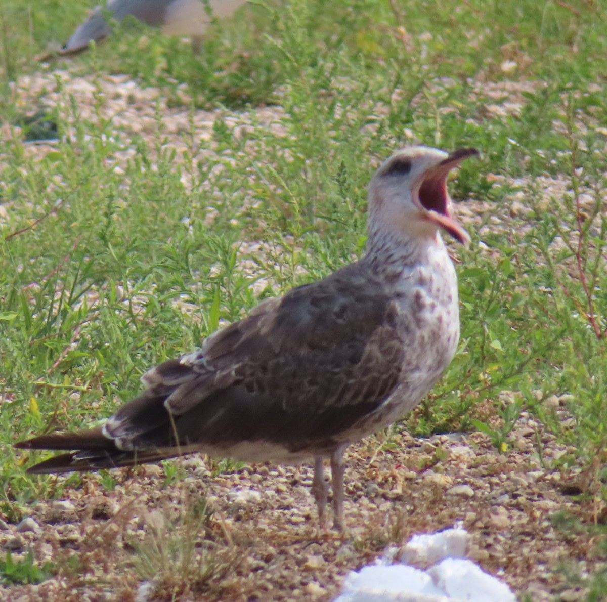 Zafferano - ML639955083